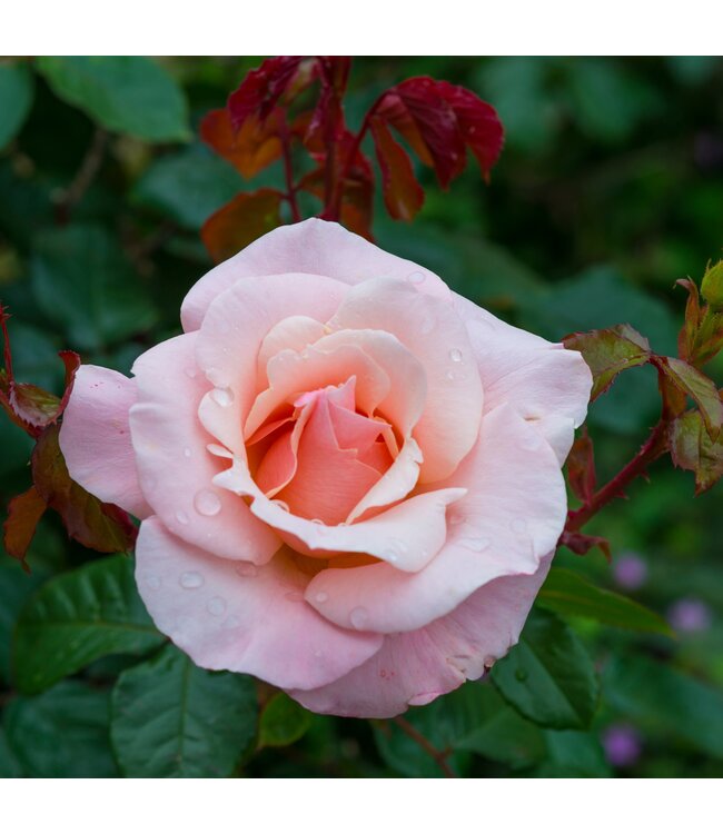 Rosa Chinook Sunrise 2gal | Éclat corail pour votre jardin