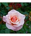 Rosa Chinook Sunrise 2gal | Éclat corail pour votre jardin