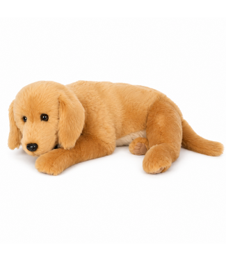 Chien Golden Retriever - 26 po
