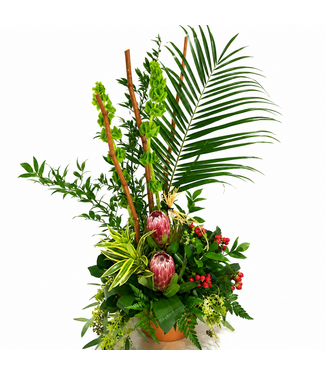 Protea magique - ARF-035