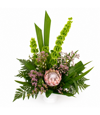 L'admirable Protea - ARF-027