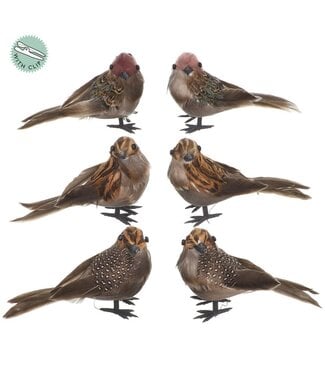 Oiseau brun sur clip