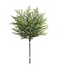 Bouquet de cèdre vert