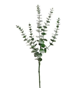 Tige d'eucalyptus vert enneigé brillante