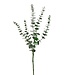 Tige d'eucalyptus vert enneigé brillante