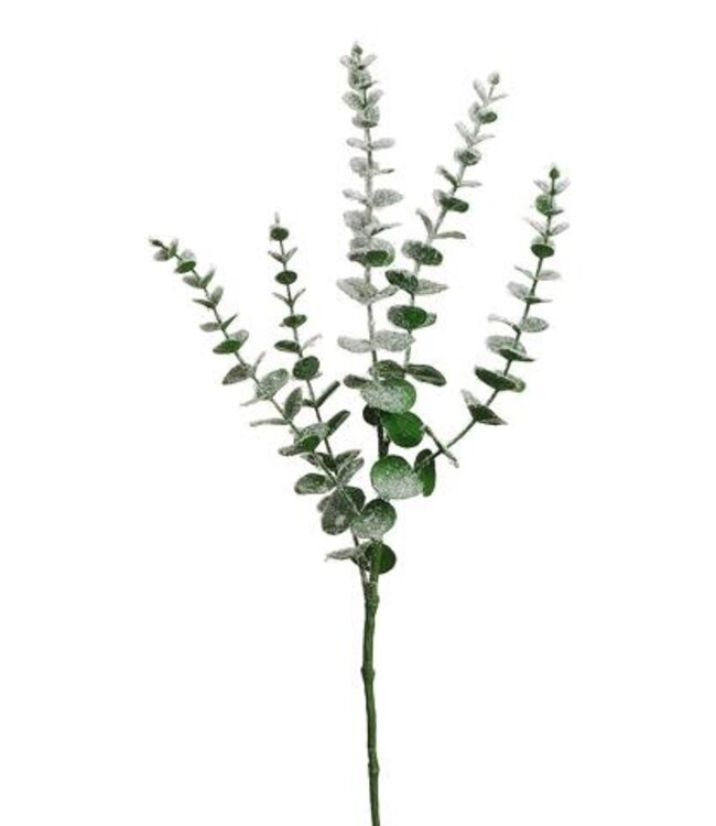 Tige d'eucalyptus vert enneigé brillante | Pic décoratif