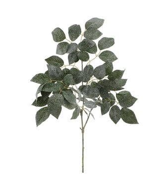 Tige de feuilles de rosier vert brillantes