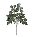 Tige de feuilles de rosier vert brillantes