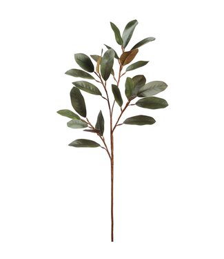 Tige feuillage de magnolia