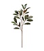 Tige feuillage de magnolia | Pic décoratif
