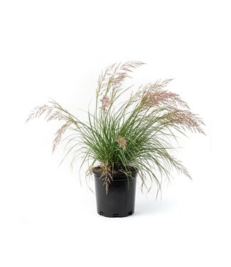 Calamagrostis brachytricha 1 gal