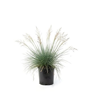Festuca Ovina 1 gal