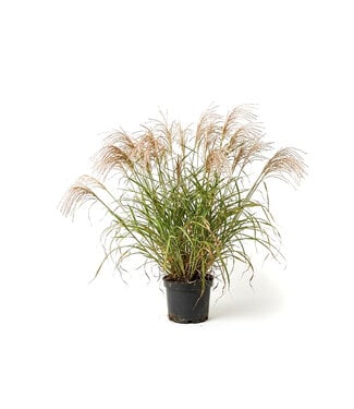 Miscanthus kleine fountain 1 gal