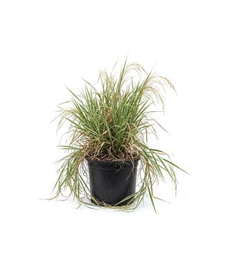 Calamagrostis Overdam 1 gal