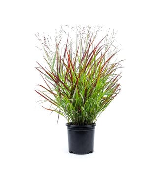 Panicum Shenandoah 1 gal