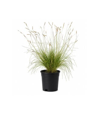 bouteloua gracilis 1 gal