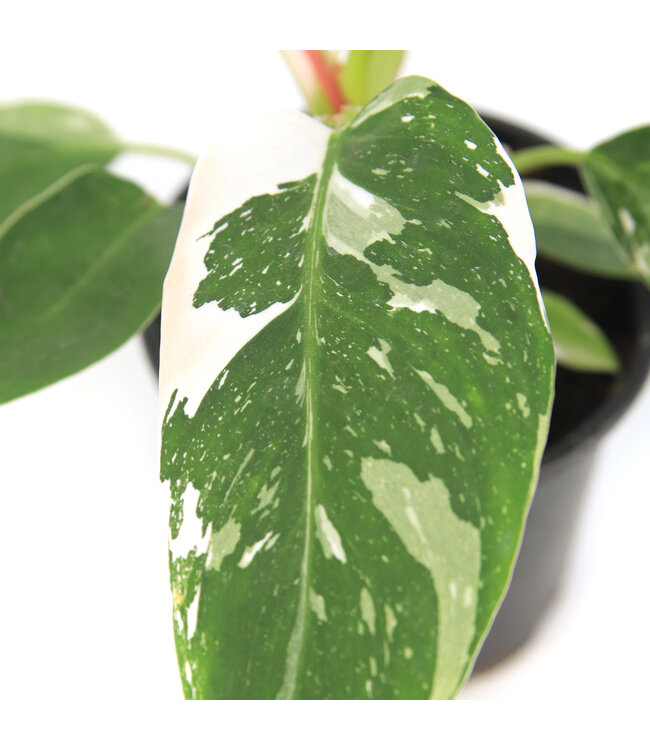 Philodendron White Princess | Plante d'intérieur panachée