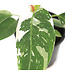 Philodendron White Princess | Plante d'intérieur panachée