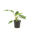 Philodendron White Princess | Plante d'intérieur panachée