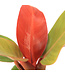 Philodendron Red Sun | Plante d'intérieur au feuillage rouge