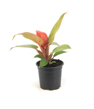 Philodendron Red Sun 4 po