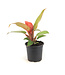 Philodendron Red Sun | Plante d'intérieur au feuillage rouge