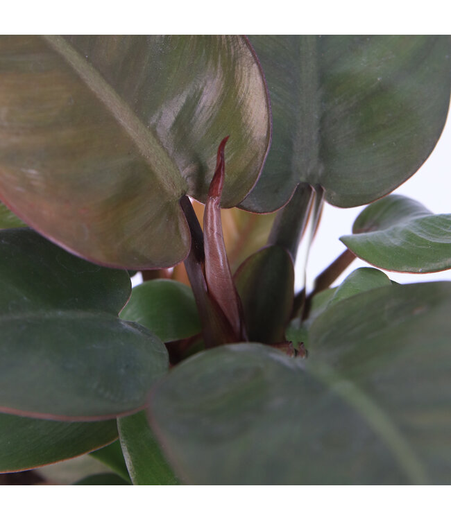Philodendron Black Cardinal  | Plante d'intérieur au feuillage foncé