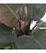 Philodendron Black Cardinal  | Plante d'intérieur au feuillage foncé