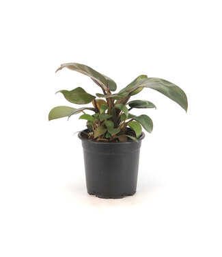 Philodendron Black Cardinal 4 po