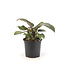 Philodendron Black Cardinal  | Plante d'intérieur au feuillage foncé