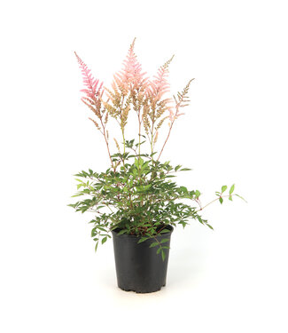 Astilbe Erica 2 gal