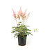 Astilbe Erica | Vivace à fleurs rose tendre pour l'ombre