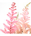 Astilbe Erica | Vivace à fleurs rose tendre pour l'ombre