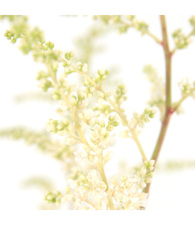 Astilbe Bridal Veil | Vivace à fleurs blanches pour l'ombre