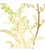 Astilbe Bridal Veil | Vivace à fleurs blanches pour l'ombre