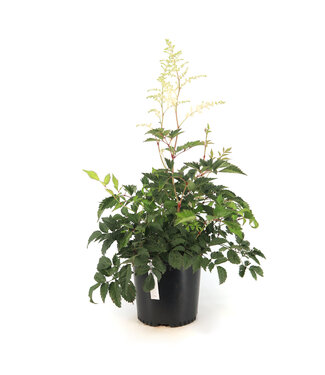 astilbe bridal veil 2 gal