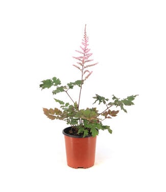 astilbe delft lace 1gal