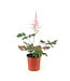 astilbe delft lace 1gal