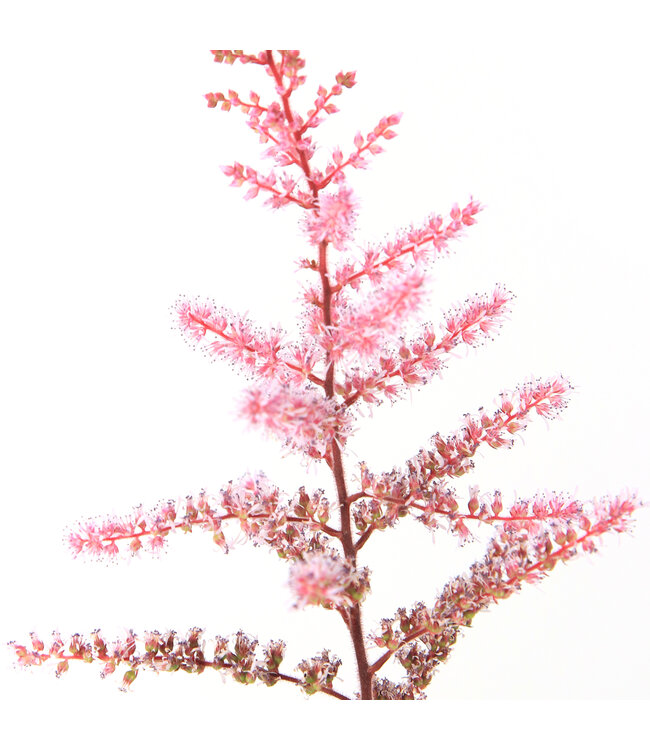 Astilbe Delft Lace | Vivace à fleurs rose abricot pour l'ombre