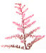 Astilbe Delft Lace | Vivace à fleurs rose abricot pour l'ombre