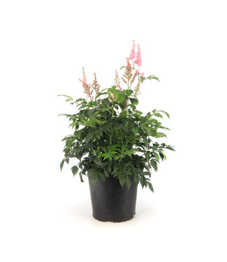 astilbe peach blossom 2gal