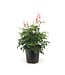 astilbe peach blossom 2gal
