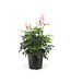 Astilbe Peach Blossom | Vivace à fleurs rose pêche pour l'ombre