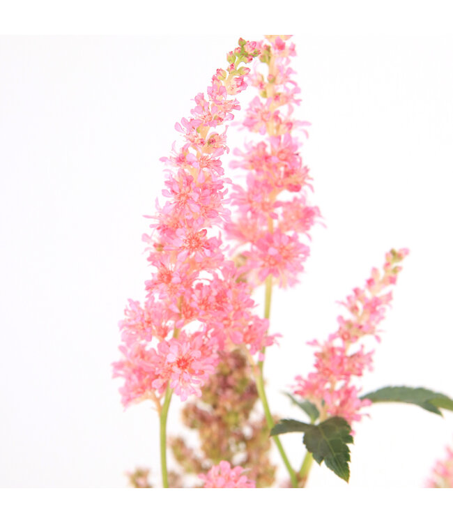 Astilbe Peach Blossom | Vivace à fleurs rose pêche pour l'ombre