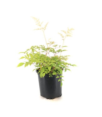 Astilbe 1gal