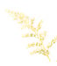 Astilbe 1gal | Vivace florifère pour les jardins d'ombre