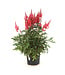 Astilbe August Light 2 gal