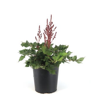 astilbe vision in red 2 gal