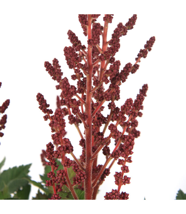 astilbe vision in red  | Vivace à fleurs rouge pourpre pour l'ombre