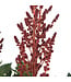 astilbe vision in red  | Vivace à fleurs rouge pourpre pour l'ombre